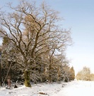 Winterbaum, EBV