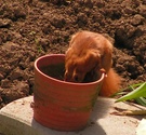 Eichhörnchen im Blumentopf ND