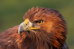 Steinadler  (Captive)