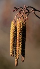 Kätzchenblüte der Schwarzerle ND