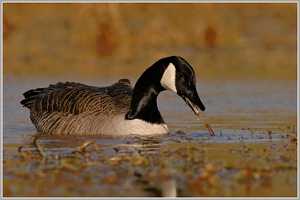 Kanadagans (Branta canadensis)