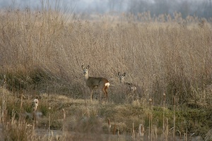 ND. Rehe