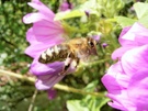 Biene an Malvenblüte ND