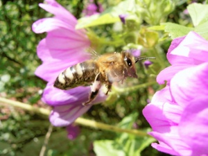 Biene an Malvenblüte ND