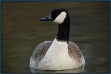 Kanadagans (Branta canadensis)