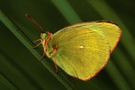 Hochmoor-Gelbling (Colias palaeno)