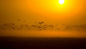 Gänse im Morgennebel  ND