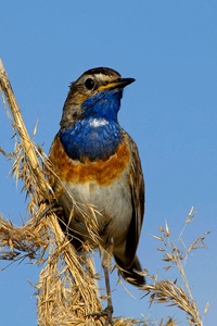 ND Weißsterniges Blaukehlchen