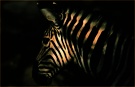 Zebra - the light ZO