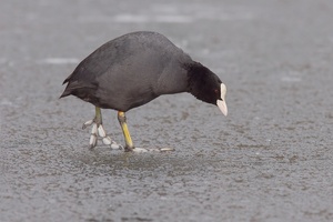 Blässralle on Ice [ND]
