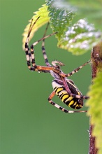 ND Argiope bruennichi