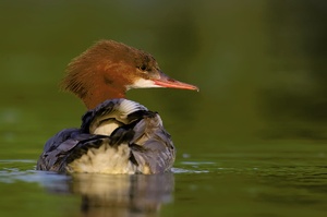 Gänsesäger (Mergus merganser)