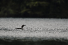 Gavia arctica