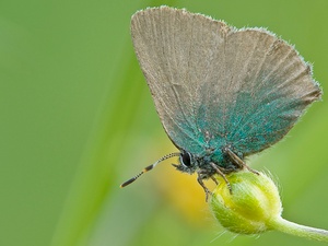 ...ein so gar nicht blauer Bläuling...