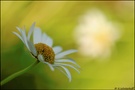Jubiläums-Blume