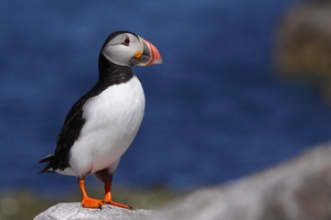 Standard-Puffin