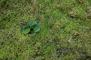 junge Seerose von Torfmoosen umrahmt