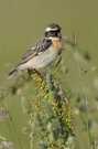 Braunkehlchen