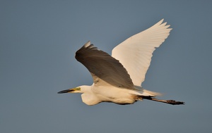 Silberreiher, Wildlife