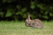 junges Wildkaninchen (Oryctolagus cuniculus)