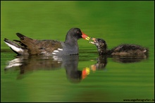 Teichhuhn (Gallinula chloropus)