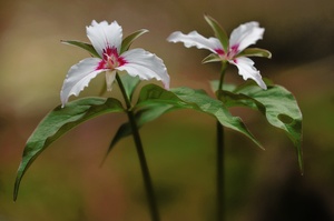 Trillium