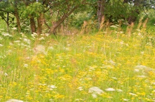 Sommerwiese im Wind