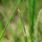 Gemeine Binsenjungfer (Lestes sponsa)