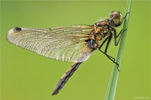 Grosse Moosjungfer (Leucorrhinia pectoralis)