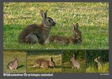 Wildkaninchen (Oryctolagus cuniculus)