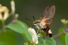 Hemaris fuciformis (Hummelschwärmer