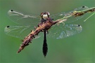 „Zierliche Moosjungfer – Leucorrhinia caudalis- frontal“