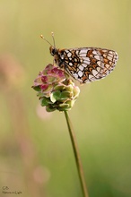 Wachtelweizen-Scheckenfalter (Melitaea athalia)