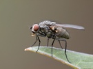Fliege beim Tee