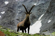 Steinbock im Pitztal