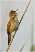 Drosselrohrsänger (Acrocephalus arundinaceus)