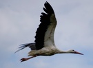 auf der Jagd
