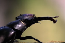 Lucanus cervus