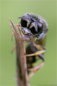 Irgendeine kleine Wespe (9-10mm)