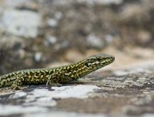 Mauereidechse(Podarcis muralis)