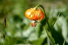 Krainer-Lilie (Lilium carniolicum)