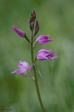 Rotes Waldvögelein (Cephalanthera rubra)