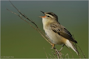 Schilfrohrsänger (Acrocephalus schoenobaenus)