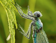 Blauflügel-Prachtlibelle (Calopteryx virgo)