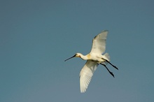 Löffler im Anflug