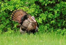 komischer Vogel