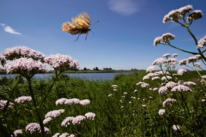 Distelfalter über Baldrianblüten II