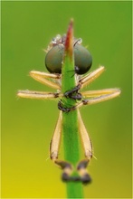 Leptogaster cylindrica