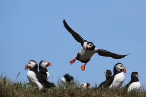 Lande-Puffin