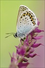 argyrognomon @ salvia